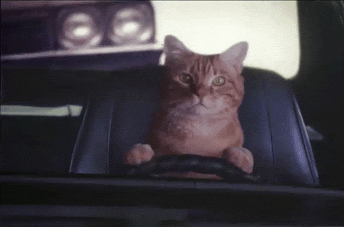 Гифка Кот ведёт машину