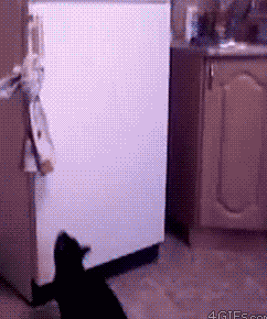Гифка Кот забирается на холодильник