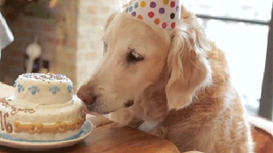 Гифка Собака ест торт