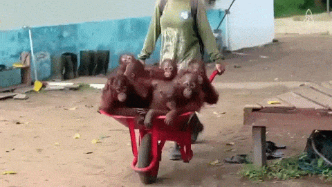 Гифка Тележка с обезьянками