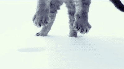 Гифка Кот приземляется в снег