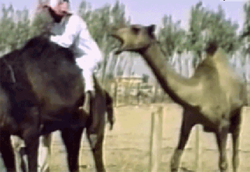 Гифка Верблюд кусает за задницу