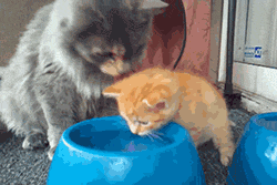 Гифка Кошка учит котёнка пить из миски