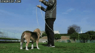 Гифка Собака прыгает с хозяином через скакалку