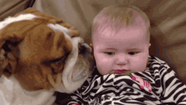 Гифка Собака облизывает ребёнка