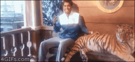 Гифка Крутой чел фотографируется с тигром