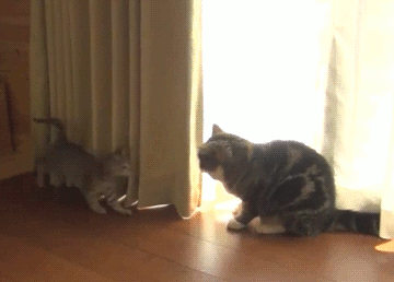 Гифка Котёнок нападает на кошку