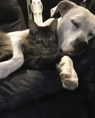 Гифка Кошка с собакой отдыхают