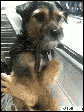 Гифка Собака на эскалаторе