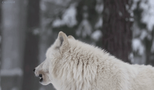 Гифка Вой белого волка