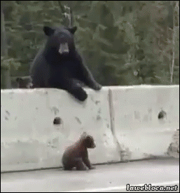 Гифка Воспитание непослушного медвежонка