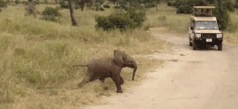 Гифка Слонёнок перебегает дорогу