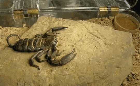 Гифка Линька скорпиона