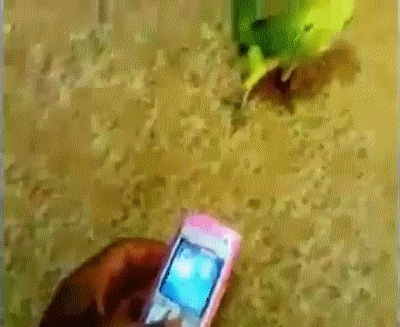 Гифка Попугай не может устоять перед музыкой из телефона