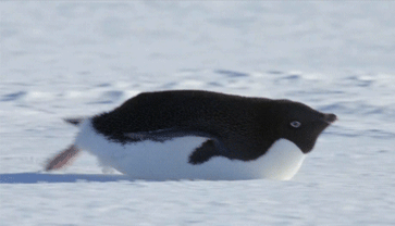 Гифка Толстый пингвин
