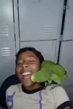 Гифка Попугай вырывает зуб