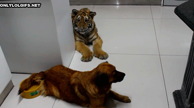 Гифка Собака и тигрёнок