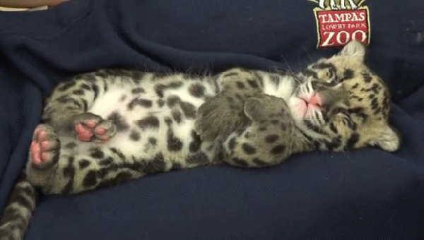 Гифка Спящий леопардёнок