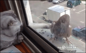 Гифка Кошка ловит голубя через окно