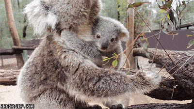 Гифка Новорожденная коала не отпускает маму