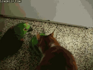 Гифка Попугай и кот делят миску