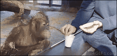 Гифка Демонстрация фокуса обезьяне