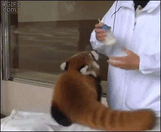 Гифка Красная панда хочет молока