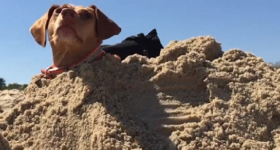Гифка Собака на пляже