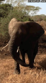 Гифка Слон нападает на машину