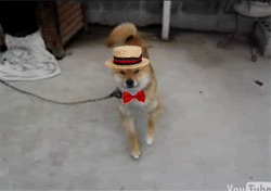 Гифка Собака танцует