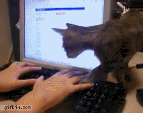 Гифка Кошка садится на клавиатуру