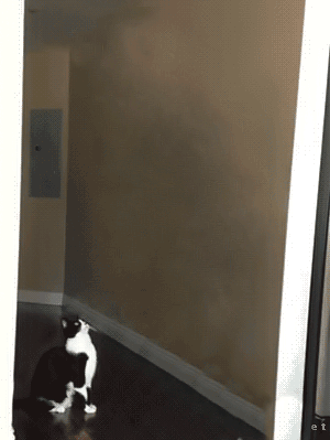 Гифка НЛО похищает кошку