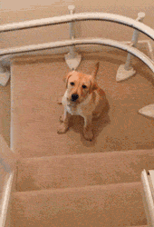Гифка Собака спускается с лестницы