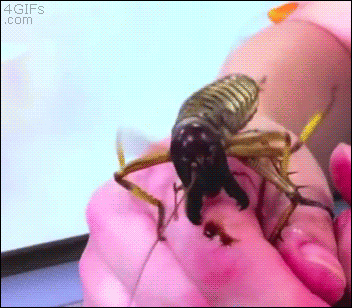 Гифка Гигантский жук кусает за палец