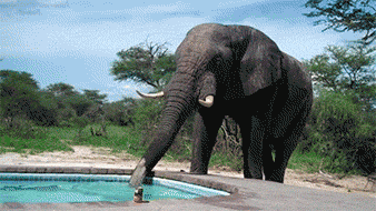 Гифка Слон зашёл на водопой к бассейну
