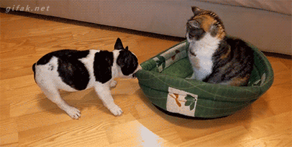 Гифка Кот и собака делят лежак