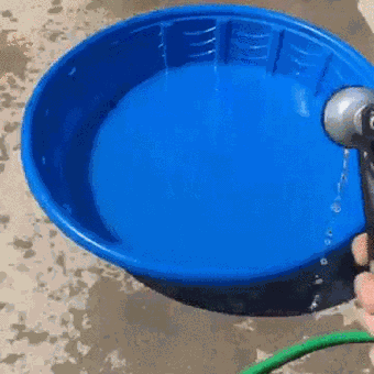 Гифка Собака радуется водным процедурам в жару