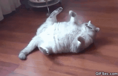 Гифка Толстый кот катается по полу