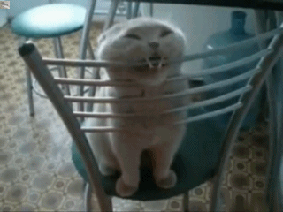 Гифка Кот грызёт спинку стула