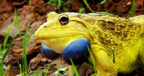 Гифка Желтая лягушка