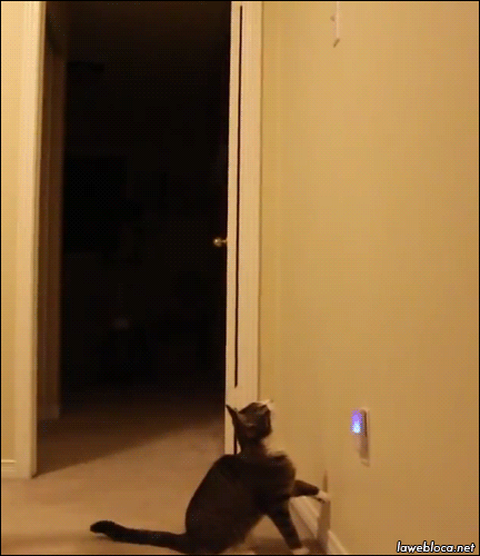 Гифка Кошка выключает свет