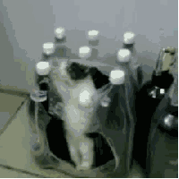 Гифка Котёнок застрял в упаковке бутылок