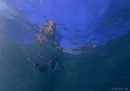 Гифка Собака ныряет в воду