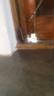 Гифка Кот открывает дверь лапой