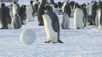 Гифка Любопытные пингвины заинтересовались необычным объектом