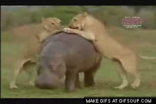 Гифка Львы нападают на бегемота