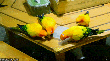 Гифка Четыре попугая делят пластиковую штуковину
