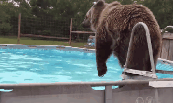 Гифка Медведь купается в бассейне