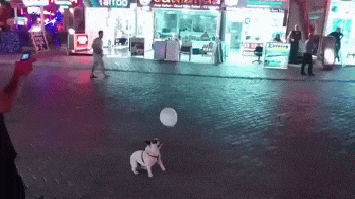 Гифка Собака с шариком на улице