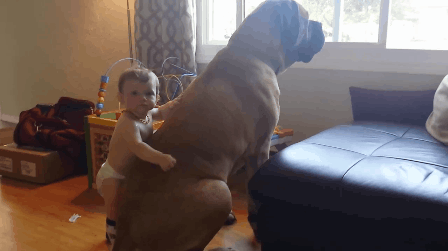 Гифка Младенец и большая собака